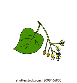 Linden flower sprig, decorative graphic basswood vector hand drawn illustration isolated on white, colorful honey flowers, blossom branch for design herbal organic tea, natural cosmetic, medicine