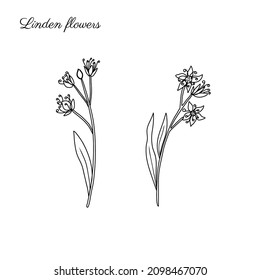 Linden flower sprig, decorative graphic outline basswood vector hand drawn ink illustration isolated on white, line art set honey flowers, doodle sketch for design herbal tea, natural cosmetic