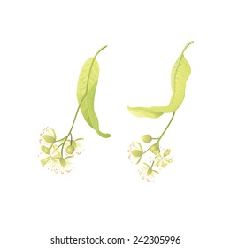 Linden flowers