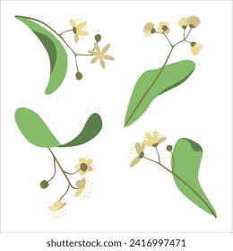 Linden flowers. Blooming tree. Summer. Collection of vector illustrations. Isolated objects on a white background