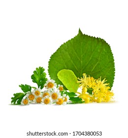 Flores de Linden y flores de Daisy bajo poly. Fondo de las flores de lino. Té de flores de lino. Té de Chamomile. Flor Linden en técnica de triangulación.