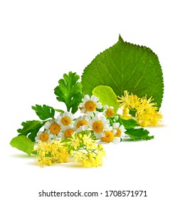 Linden Flowers Daisy Flowers Low Poly Stock Vector (Royalty Free ...