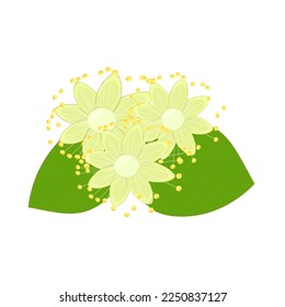 Linden flowers. Hand drawn vector illustration of linden flowers Sprigs of linden tree with flowers and leaves