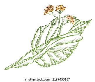 Flores de linden y ilustración vectorial de hoja sobre fondo blanco. Esbozo botánico vectorial. Dibujo manual de boceto verde y amarillo. Curación, medicación,
 hierba cosmética. Hierbas para el té.