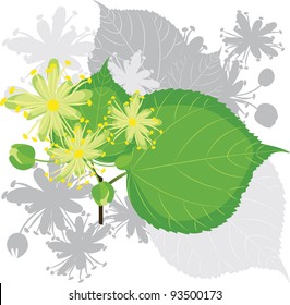 Linden flowers with leafs, blooming tree