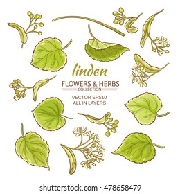 linden flowers and leaves vector set on white background