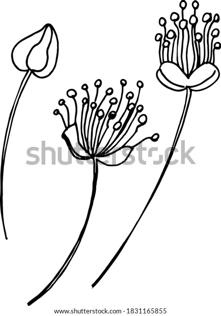 Linden Flowers Sketch Line Art Hand Stock Vector (Royalty Free ...