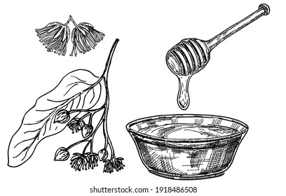 Cariño de Linden. Miel y flor de Linden. miel fresca, nutritiva y sabrosa. Elementos para el diseño de etiquetas. Plantas orgánicas esbozan el fondo. Ilustración vectorial dibujada a mano.