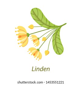 Linden leaf, blooming flowers, buds of basswood. Elements of the Tilia. Herbal planton white background realistic vector illustration. Use in medicine, pharmaceutics, cosmetology, health care
