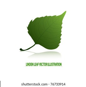 linden leaf illustration