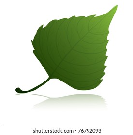 linden leaf illustration