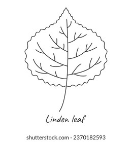 Esquema de hoja de Linden. Ilustración vectorial.