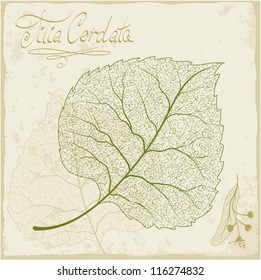 Esqueleto de hoja de Linden. Vector.