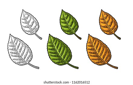 Linden leaf. Spring green and autumn orange. Vector color and monochrome vintage engraved illustration. Isolated on white background