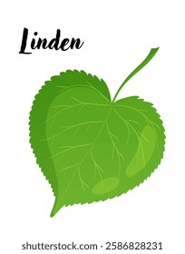 Linden leaf vector illustration. Leaves, botanical design element, European trees, botany, plant