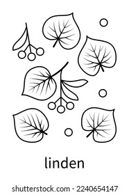 Linden leaves and linden fruit vector line icons. Nature and ecology. Linden, leaves, plant, icons, drawing and more. Isolated collection of leaves linden for websites icon on white background.