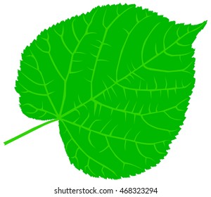 linden lime leaf vector