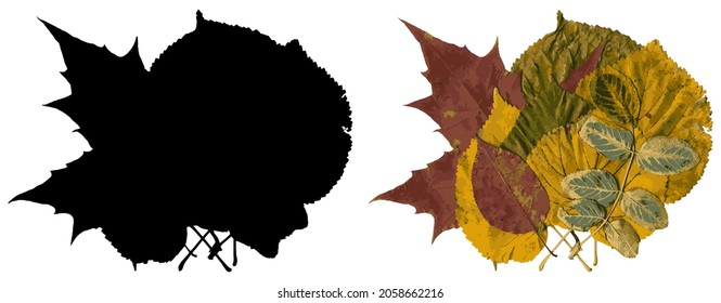 Linden, maple, rosehip and other plant leaves in a bouquet. Autumn colorful leaves  and their silhouette isolated on a white background. Vector. Illustration.