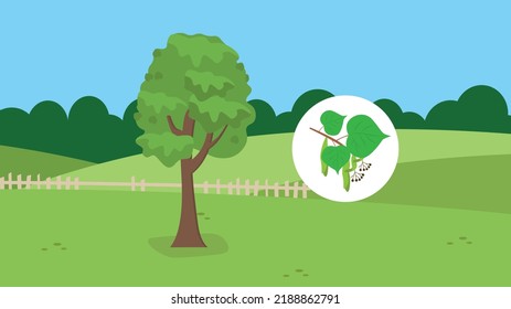 linden sobre el fondo de la naturaleza