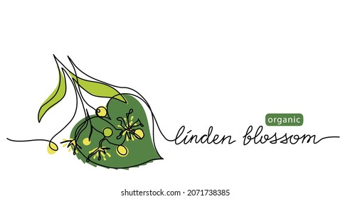 Linden, dibujo vectorial de flor tilia, ilustración de color para el diseño de etiquetas de té o miel. Un dibujo de líneas continuas con flores orgánicas de linden.