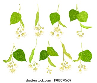 Linden or Tilia Specie with Green Cordate Leaves and Fragrant Yellowish-white Flowers Vector Set