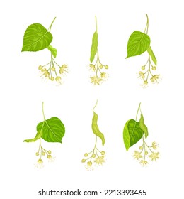 Linden or Tilia Species with Green Cordate Leaves and Fragrant Yellowish-white Flowers Vector Set