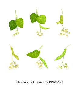 Linden or Tilia Species with Green Cordate Leaves and Fragrant Yellowish-white Flowers Vector Set