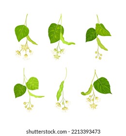 Linden or Tilia Species with Green Cordate Leaves and Fragrant Yellowish-white Flowers Vector Set