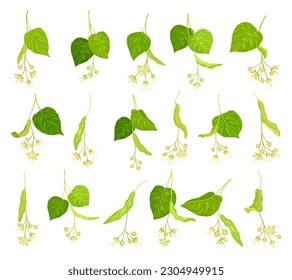 Linden or Tilia Species with Green Cordate Leaves and Fragrant Yellowish-white Flowers Big Vector Set