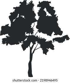 Linden Tree Black Silhouette Park Flora Stock Vector (Royalty Free ...