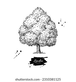 Linden tree botanical drawing. Hand drawn illustration in engraving style. Vector black ink sketch