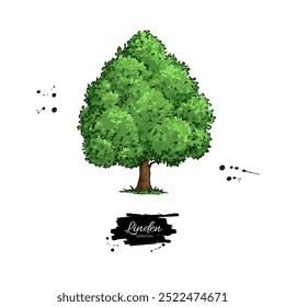 Dibujo botánico del árbol de tilo. Dibujado a mano ilustración. boceto de Vector