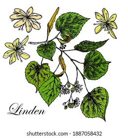 Linden. Linden tree branch with flowers, fruits. Color vector illustration on white background. Hand drawn.