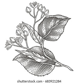 Linden tree branch with flowers. Hand drawn engraving style illustrations.