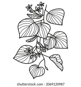 Linden Baum Zweig lineare Sketch Stil Vektorgrafik. Tilia Basswood blüht biologisches Pflanzendesign. Botanischer Blumenzweig mit Blättern und Blumen handgezeichnet doodle Zeichnung Element.