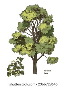 Linden tree and branch vector