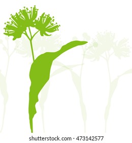 Linden tree flowers vector background isolated illustration