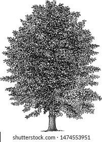 Linden tree illustration, drawing, engraving, ink, line art, vector