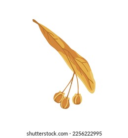 Linden tree leaf and little nuts flat vector illustration. Cartoon drawing of seasonal autumn tree with yellow leaf on white background. Autumn or fall, season, flora concept