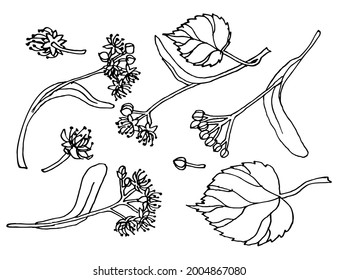 Linden tree leaves and flowers. American Basswood or Linden, Tilia blossoms. Set of hand drawn botanical plant vector illustration