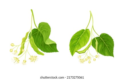 Linden tree twigs with white delicate buds and flowers set vector illustration