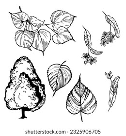 Linden tree. Vector sketch  illustration.