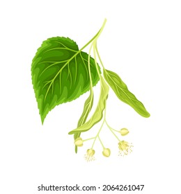 Linden twig with leaves and flowers. Blooming Tilia Cordata tree branch vector illustration