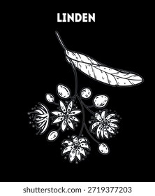 Ilustração de desenho de vetor Linden. Esboço desenhado à mão. Esboço de planta medicinal vintage