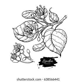 Linden vector drawing set. Isolated lime tree flower and leaves. Herbal engraved style illustration. Detailed botanical sketch for tea, organic cosmetic, medicine, aromatherapy