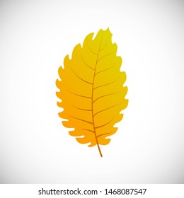 Linden yellow leaf. Autumn leaf of a tree on a white background. Vector illustration