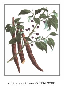 Lindera aggregata, hand-painted floral and botanical painting, hand-painted herbal painting, natural herbs.