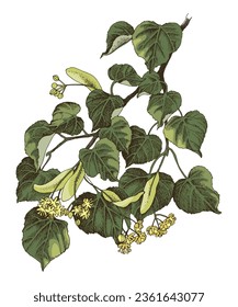 Lindern tree branch with flowers and leaves