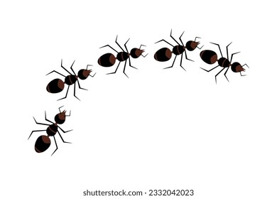 Line of ants isolated on white background. Insect trail. Ant column. Home pest or parasite control concept. Top view of bugs road marching in line row. Ants colony invasion. Stock vector illustration