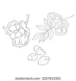 Line Art Ackee. Ilustración vectorial sobre fondo blanco.